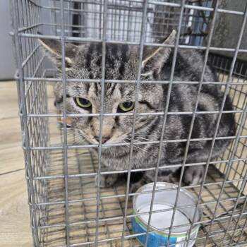 Domestic Short Hair Cats Available for Adoption in Newark, New Jersey - AHNJ-Stray-46325 | PetCurious