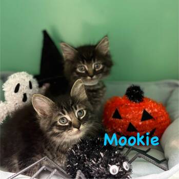 Rescue Tabby Cats for Adoption in Crescent City, California - Mookie | PetCurious