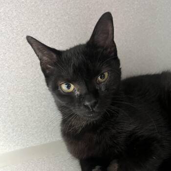 Wiley -  Domestic Short Hair Cat for Adoption in Newark, New Jersey - Wiley | PetCurious
