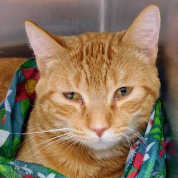 Rescue Domestic Short Hair Cats for Adoption in Canton, Illinois - Sonny | PetCurious