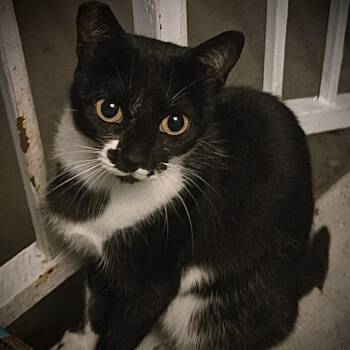 Rescue Domestic Short Hair Cats for Adoption in Los Angeles, California - Junie | PetCurious