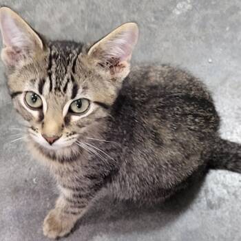 Rescue Domestic Short Hair Cats for Adoption in Granby, Missouri - GusGus AKA AA 65 | PetCurious