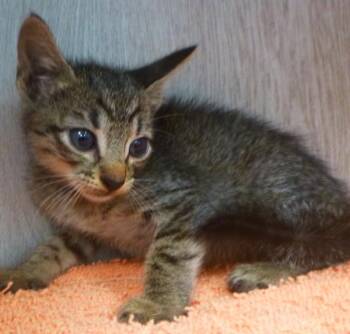 Alvin -  Domestic Short Hair Cat for Adoption in Lafayette, Louisiana - Alvin | PetCurious