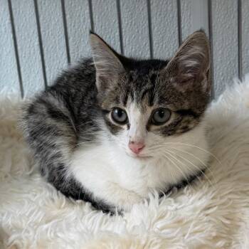 Picasso -  Domestic Short Hair Cat for Adoption in Blairsville, Georgia - Picasso | PetCurious