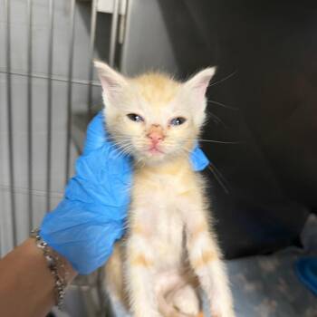 Cheez-It -  Domestic Short Hair Cat Available for Adoption in Summerville, South Carolina - Cheez-It | PetCurious