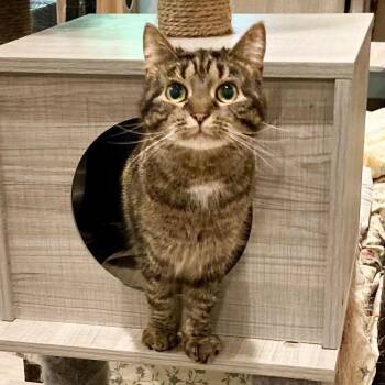 Domestic Short Hair Cats Available for Adoption - Nadia | PetCurious