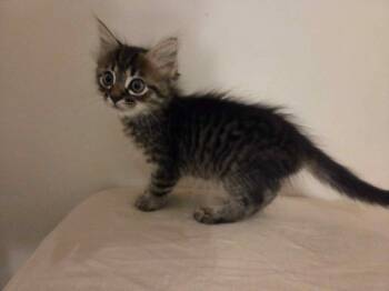 Rescue Domestic Medium Hair Cats for Adoption in Charlotte, North Carolina - Rolo | PetCurious