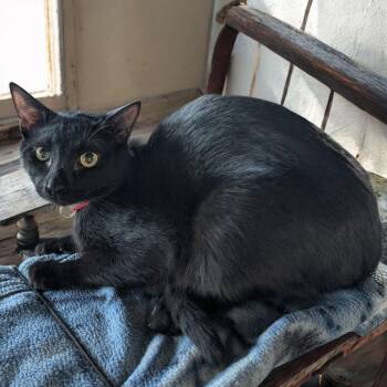 Rescue Domestic Short Hair Cats for Adoption in Chuckey, Tennessee - Ranger CT | PetCurious