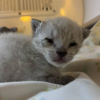 Mitch -  Domestic Medium Hair Cat for Adoption in Charleston, West Virginia - Mitch | PetCurious