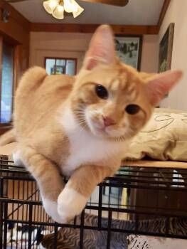 Rescue Tabby Cats for Adoption in Scottsburg, Indiana - Grover | PetCurious