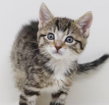 Curly is a total cutie - BONDED WITH LARRY -  Bengal and Tabby Cat for Adoption in Bedford Hills, New York - Curly Is A Total Cutie - BONDED WITH LARRY | PetCurious