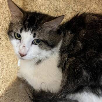 Domestic Medium Hair Cats Available for Adoption in Manhattan, Kansas - The Gromble | PetCurious