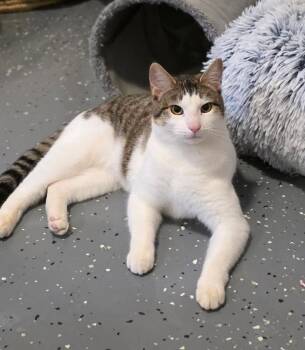 Domestic Short Hair Cats Available for Adoption - Brad Pit | PetCurious