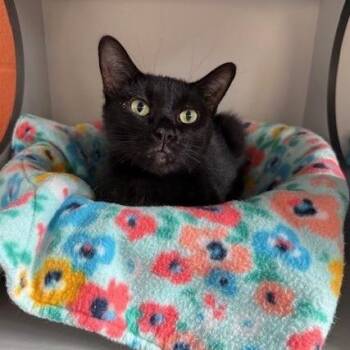 Sabrina -  Domestic Short Hair Cat for Adoption in Sarasota, Florida - Sabrina | PetCurious
