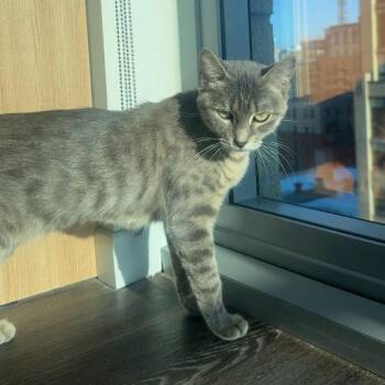 Domestic Short Hair Cats Available for Adoption - Bean | PetCurious