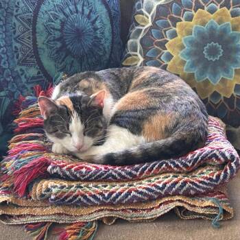 Cannoli (fka Tessie) - Rehoming -  Domestic Short Hair Cat for Adoption in Columbia, Missouri - Cannoli (fka Tessie) - Rehoming | PetCurious