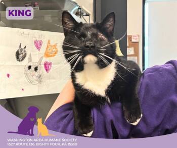 Rescue Domestic Short Hair Cats for Adoption in Eighty Four, Pennsylvania - King | PetCurious