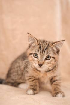 Freddy Purrger @Petsmart Walker Rd -  Domestic Short Hair Cat for Adoption in Newberg, Oregon - Freddy Purrger @Petsmart Walker Rd | PetCurious