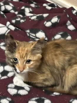 Cleocatra -  Domestic Long Hair and Calico Cat for Adoption in Dallas, Texas - Cleocatra | PetCurious