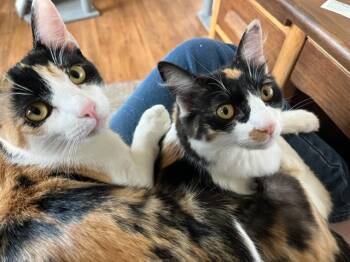 Rescue Domestic Short Hair Cats for Adoption in Eagle Point, Oregon - Gypsy Girl & Baby Circus | PetCurious