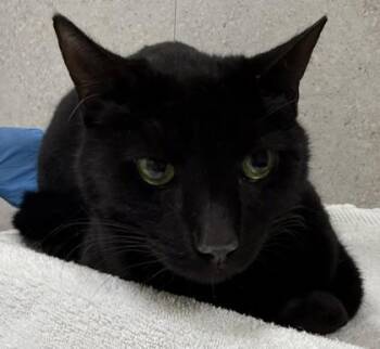 Domestic Short Hair Cats Available for Adoption in Honolulu, Hawaii - Frisky | PetCurious