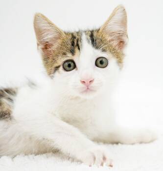 Preston is a rescue fav - super deliciously sweet -  Turkish Van and Ragdoll Cat for Adoption in Bedford Hills, New York - Preston Is A Rescue Fav - Super Deliciously Sweet | PetCurious