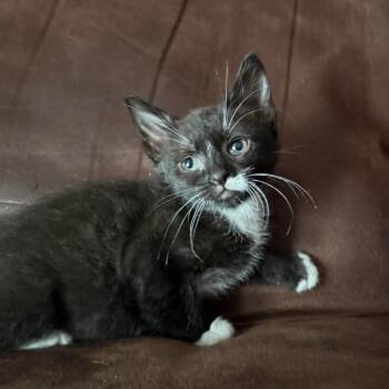 Aria -  Domestic Short Hair Cat for Adoption in Randolph, Alabama - Aria | PetCurious