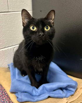Rescue Domestic Short Hair Cats for Adoption in Livonia, Michigan - Morticia | PetCurious