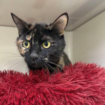 Lindsay -  Domestic Short Hair Cat for Adoption in Durango, Colorado - Lindsay | PetCurious