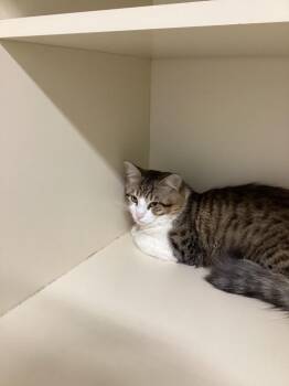 Stormy -  Domestic Medium Hair Cat for Adoption in Bloomington, Indiana - Stormy | PetCurious