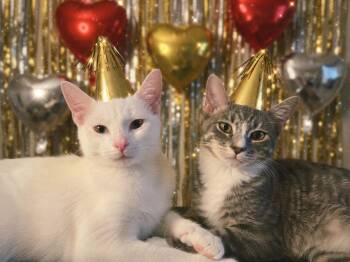 Dumpling (Souper Kittens) -  Domestic Short Hair Cat for Adoption in Blanchard, Oklahoma - Dumpling (Souper Kittens) | PetCurious