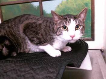 Domestic Short Hair Cats Available for Adoption in Houston, Texas - RAISIN | PetCurious