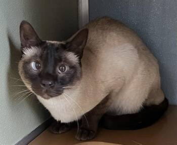 SEALY -  Siamese Cat for Adoption in Westminster, Maryland - SEALY | PetCurious