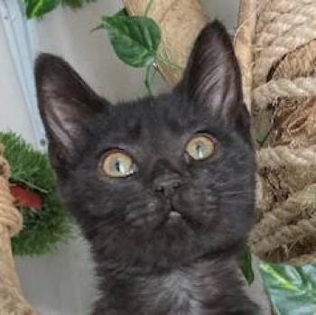 Rescue Domestic Short Hair Cats for Adoption in Smithfield, North Carolina - Mark | PetCurious