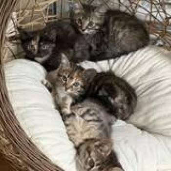 Demeter -  Domestic Short Hair Cat for Adoption in West Olive, Michigan - Demeter | PetCurious