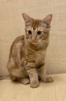 Rescue Domestic Medium Hair Cats for Adoption in Mobile, Alabama - Mikey | PetCurious