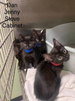 Dan -  Domestic Short Hair Cat for Adoption in Hobart, Indiana - Dan | PetCurious