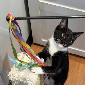 Inky -  Domestic Short Hair Cat for Adoption in Potomac, Maryland - Inky | PetCurious