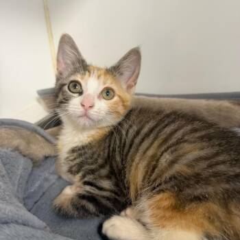 Lucky -  Domestic Short Hair Cat for Adoption in Pontiac, Illinois - Lucky | PetCurious