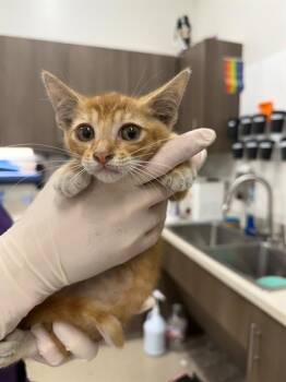 SQUANCHY -  Domestic Short Hair Cat for Adoption in Baytown, Texas - SQUANCHY | PetCurious