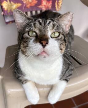 Oscar -  Domestic Short Hair and Tabby Cat for Adoption in Brooksville, Florida - Oscar | PetCurious