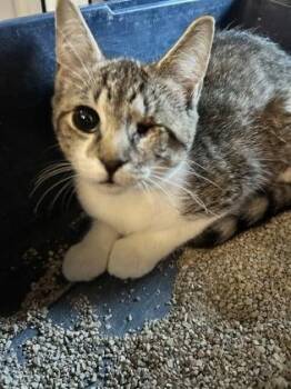 Barb -  Domestic Medium Hair and Domestic Short Hair Cat for Adoption in Palm Coast, Florida - Barb | PetCurious