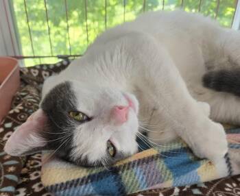 Sammy Breen -  Domestic Short Hair Cat for Adoption in Windsor, Connecticut - Sammy Breen | PetCurious