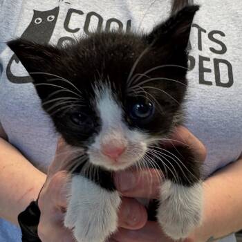 Lavender -  Domestic Short Hair Cat for Adoption in Mt. Juliet, Tennessee - Lavender | PetCurious
