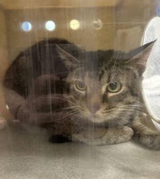 Domestic Short Hair Cats Available for Adoption in Silverdale, Washington - Working Cat - Run | PetCurious