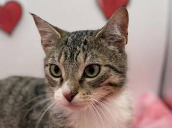 Domestic Short Hair Cats Available for Adoption - Stew | PetCurious