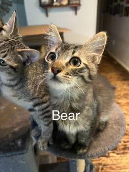 Bear -  Domestic Long Hair and Tabby Cat for Adoption in Plumerville, Arkansas - Bear | PetCurious