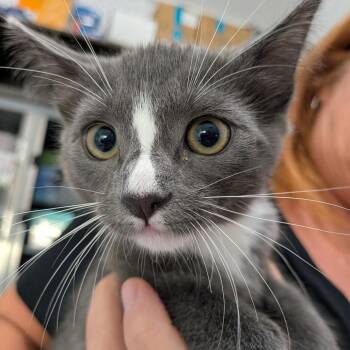 Domestic Short Hair Cats Available for Adoption in Lakewood, California - Dusty | PetCurious