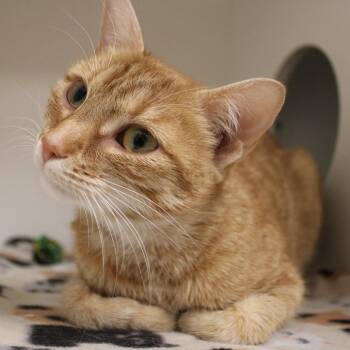 Domestic Short Hair Cats Available for Adoption - Lucy | PetCurious