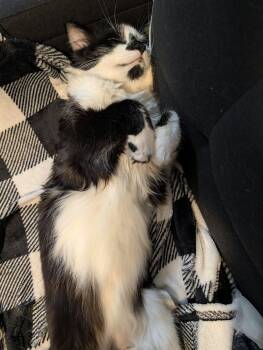 Catsby -  Domestic Long Hair Cat for Adoption in Montreal, Quebec - Catsby | PetCurious
